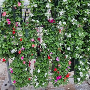 Afbeelding van Wandhangers mix van Impatiens.Begonia.Petunia